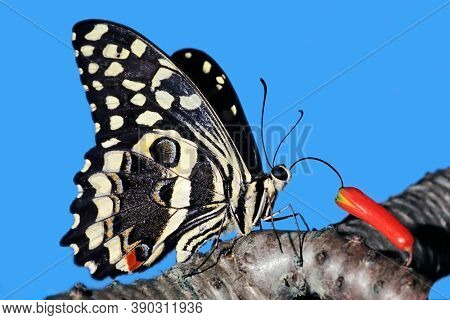 A colorful citrus swallowtail butterfly (Papilio demodocus) feeding on a flower, South Africa