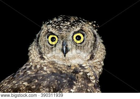 Portrait of a spotted eagle-owl (Bubo africanus) on black, South Africa