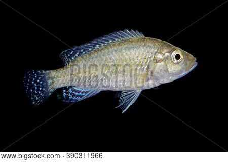 A southern mouthbrooder cichlid (Pseudocrenilabrus philander) isolated on black