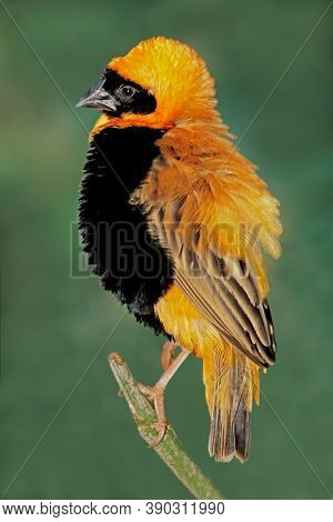 Male southern red bishop (Euplectes orix) displaying with puffed feathers, South Africa