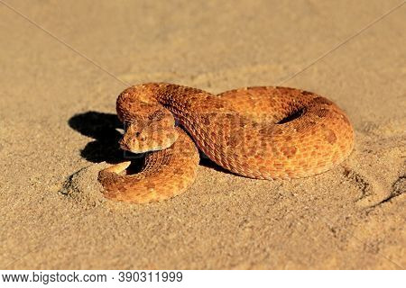 A horned adder (Bitis caudalis) in defensive position, Kalahari desert, South Africa