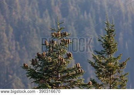 A High Elevation Shasta Fir Tree Is Decorated With Large Cones Growing Up From The Branches With A F