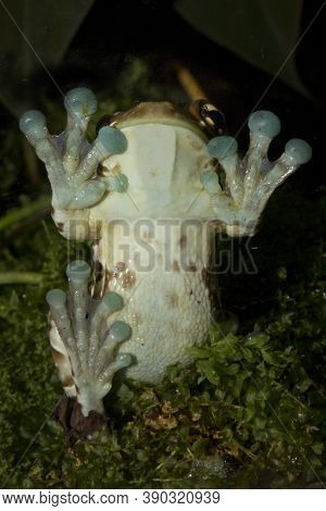 Amazon Milk Frog (trachycephalus Resinifictrix) In Zoo.