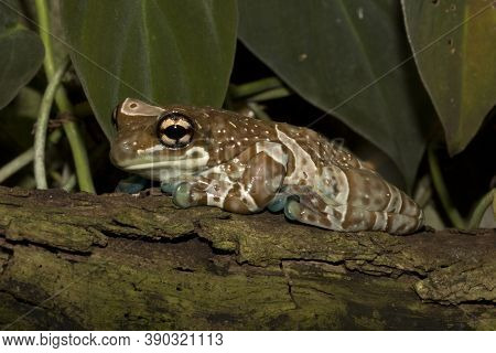 Amazon Milk Frog (trachycephalus Resinifictrix) In Zoo.