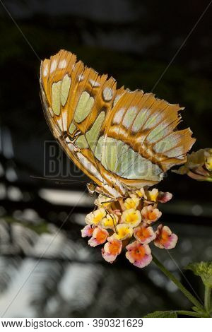 The Malachite Butterfly (siproeta Stelenes) In Zoo.