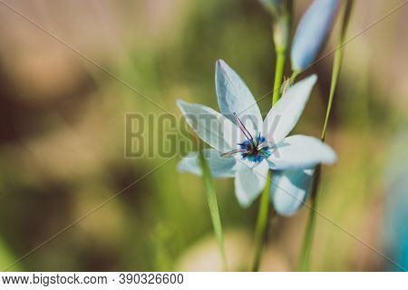 Close-up Of Ixia African Corn Lillies Plant With Blue Flowers Outdoor In Sunny Backyard Shot At Shal