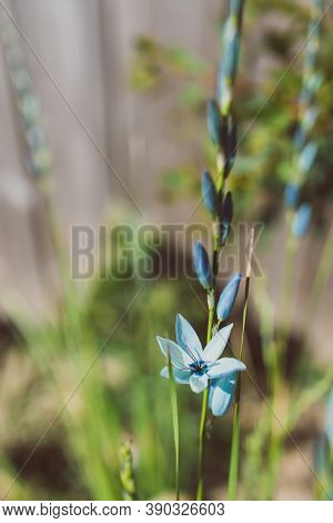 Close-up Of Ixia African Corn Lillies Plant With Blue Flowers Outdoor In Sunny Backyard Shot At Shal