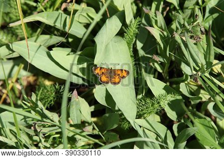 Northern Crescent (Phyciodes cocyta) orange butterfly in Big Snowy Mountains, Montana