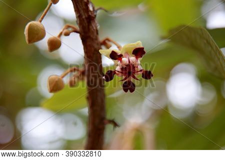 Mata De Sao Joao, Bahia / Brazil - October 18, 2020: Cupuacu Tree Flowers On A Farm In The Rural Are
