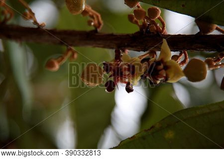 Mata De Sao Joao, Bahia / Brazil - October 18, 2020: Cupuacu Tree Flowers On A Farm In The Rural Are