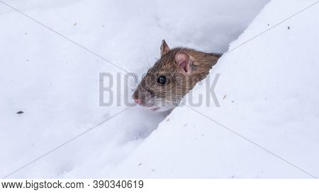 Brown Rat Is Eating Seeds Sitting On The Snow. The Brown Rat, Lat. Rattus Norvegicus, Also Known As 
