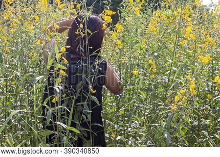 Female Tourists Walk Into The Sunn Hemp Flower Or Crotalaria Juncea Field With Sunlight.