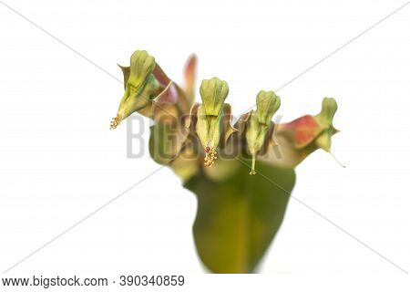 Candelilla, Tall Slipper Plant Or Slipper Spurge Bloom With Sunlight Isolated On White Background.