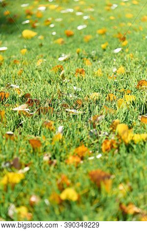Colorful Fallen Autumn Leaves On Green Grass Field Or Lawn. Season, Nature, Autumn Card, Thanksgivin