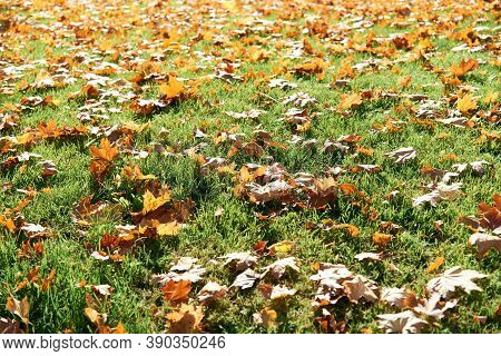 Colorful Fallen Autumn Leaves On Green Grass Field Or Lawn. Season, Nature, Autumn Card, Thanksgivin