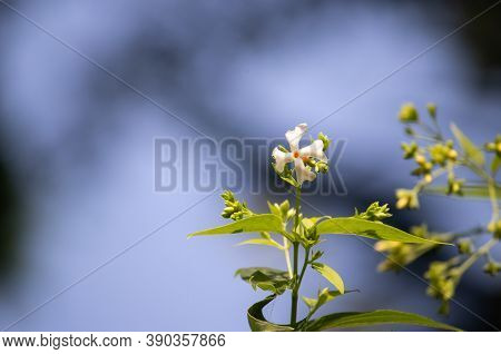 Parijat Flower Or Shiuli Flower With Selective Focus And Copy Space