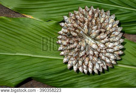 Top View Of Indian Carplet Fish Or Mourala Fish Isolated On Turmeric Leaf With Copy Space For Texts 