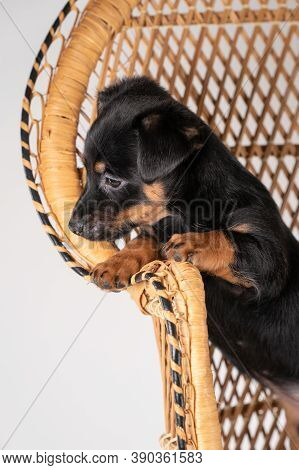 A Portrait Of A Cute Jack Russel Terrier Puppy, Standing On Hind Legs On A Rattan Chair, Part Of Bod