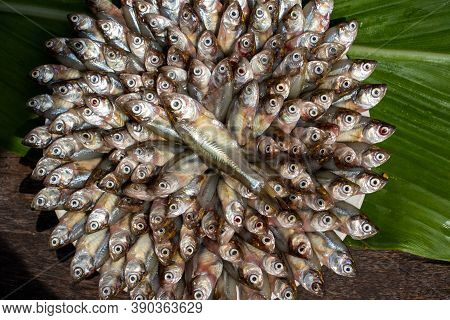 Indian Carplet Fish Or Mourala Fish In Floral Shape