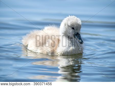 Pretty Baby Swan , Cygnet Is Swimming In A River Copy Space On Background