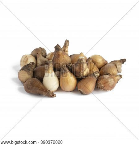 Pile Of Snowdrop Bulbs Ready To Plant Isolated On A White Background