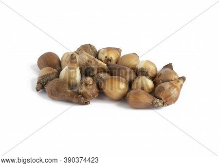 Group Of Snowdrop Bulbs Ready To Plant  Isolated On A White Background
