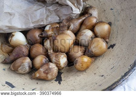 Close Up Of Snowdrop Bulbs Ready To Plant In  Selective Focus To Ad Copy Space In The Background