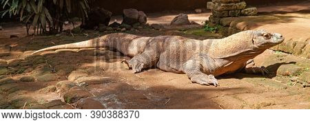 Famous Komodo dragon - world largest lizard
