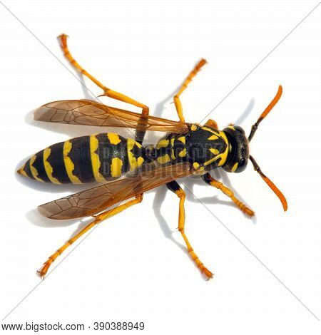 European Wasp German Wasp Or German Yellowjacket Isolateed On White Background In Latin Vespula Germ