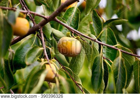 Persimmon Tree With Many Persimmons In Autumn. Persimmons That Are Ripened On The Branches