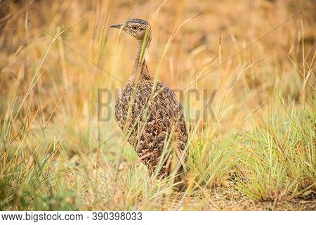 Red-crested Korhaan In A Wildlife Reserve In South Africa