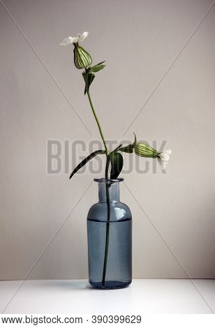Still Life With Silene Vulgaris Flower (bladder Campion Or Maidenstears) In The Small Glass Vase. Se