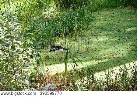 The Cat Lies Near On An Overgrown Swamp In The Forest, Textured