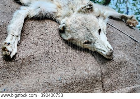 White Wolf's Head Is Like A Nomad Amulet. The Skin Of A Wolf On The Roof Of The Yurt Of The Nomadic 