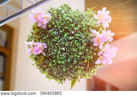 Plant In The Form Of A Ball With Pink Flowers Decorate The Interio, Texturedr