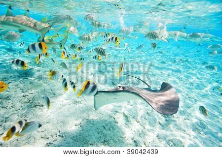 Pesci colorati, pastinaca e neri punta squali sott'acqua nella laguna di Bora Bora