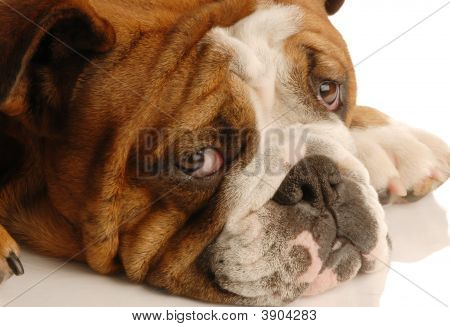 Buldog twarz