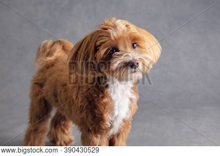 Sincere Friend. Maltipu Little Dog Is Posing. Cute Playful Braun Doggy Or Pet Playing On Grey Studio