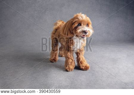 Sincere Friend. Maltipu Little Dog Is Posing. Cute Playful Braun Doggy Or Pet Playing On Grey Studio