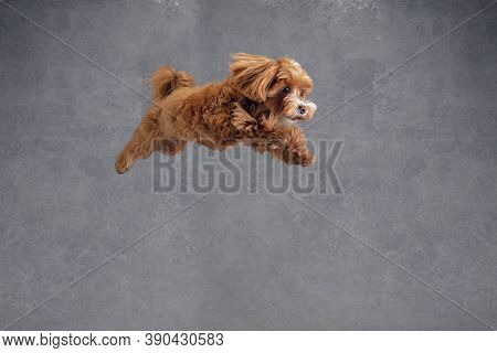 Flying High. Maltipu Little Dog Is Posing. Cute Playful Braun Doggy Or Pet Playing On Grey Studio Ba