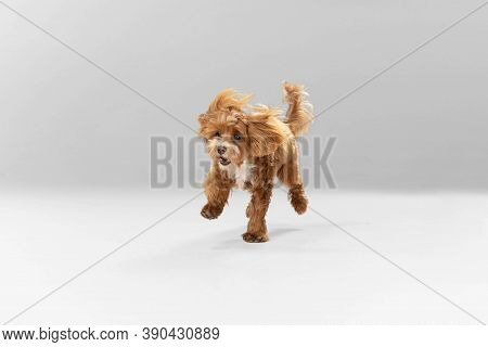 Happiness. Maltipu Little Dog Is Posing. Cute Playful Braun Doggy Or Pet Playing On White Studio Bac