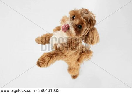 Best Friends. Maltipu Little Dog Is Posing. Cute Playful Braun Doggy Or Pet Playing On White Studio 