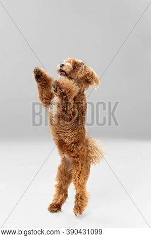 Flying, Jumping. Maltipu Little Dog Is Posing. Cute Playful Braun Doggy Or Pet Playing On White Stud