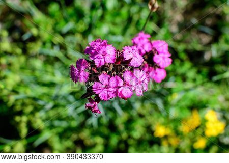 Close Up Small Delicate Vivid Pink Carnation Flowers (dianthus Callizonus) In A Garden In A Sunny Su