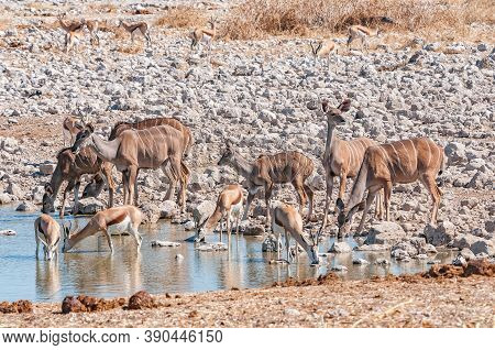 Kudus And Springbok Drinking Water At A Waterhole In Northern Namibia