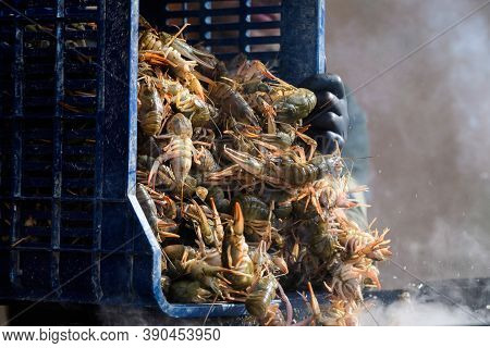 Living Raw European Crayfishes Astacus Astacus (noble Or Broad-fingered Crayfish, The Most Common Sp