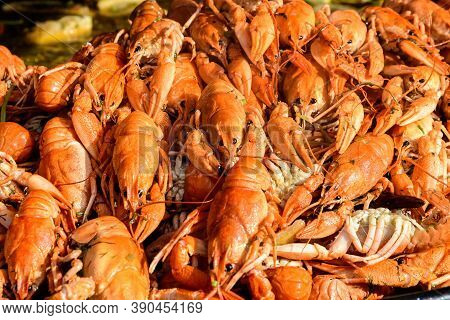 European Crayfishes Astacus Astacus (noble Or Broad-fingered Crayfish, The Most Common Species Of Cr