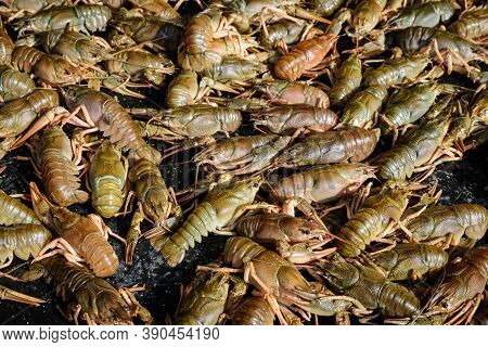 Raw European Crayfishes Astacus Astacus (noble Or Broad-fingered Crayfish, The Most Common Species O