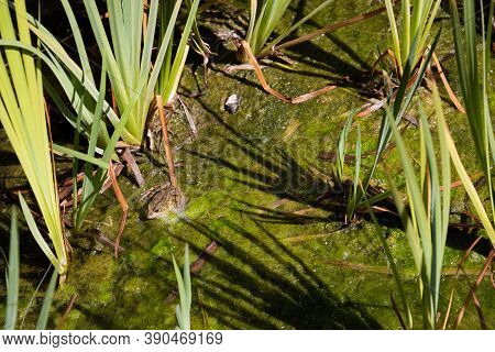 Frog Hidden In The Water And Plants In A Green Lake, In Catalonia Spain