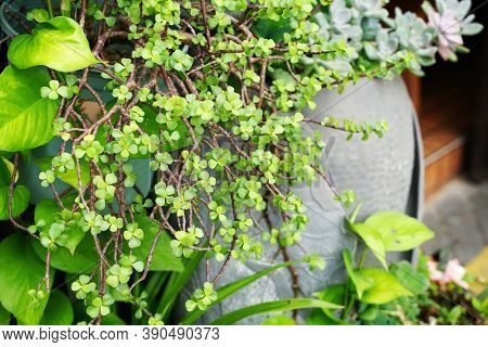  Portulaca ria afra - elephant bush in it's natural environment                              